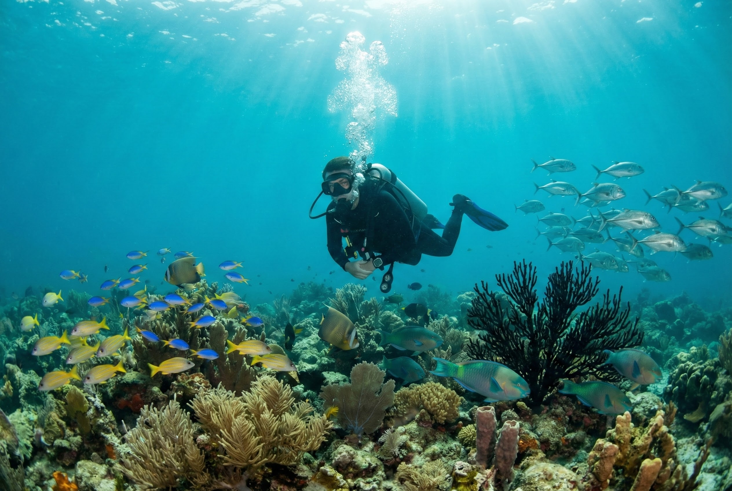 Scuba diver exploring coral reef in Sea of Cortez