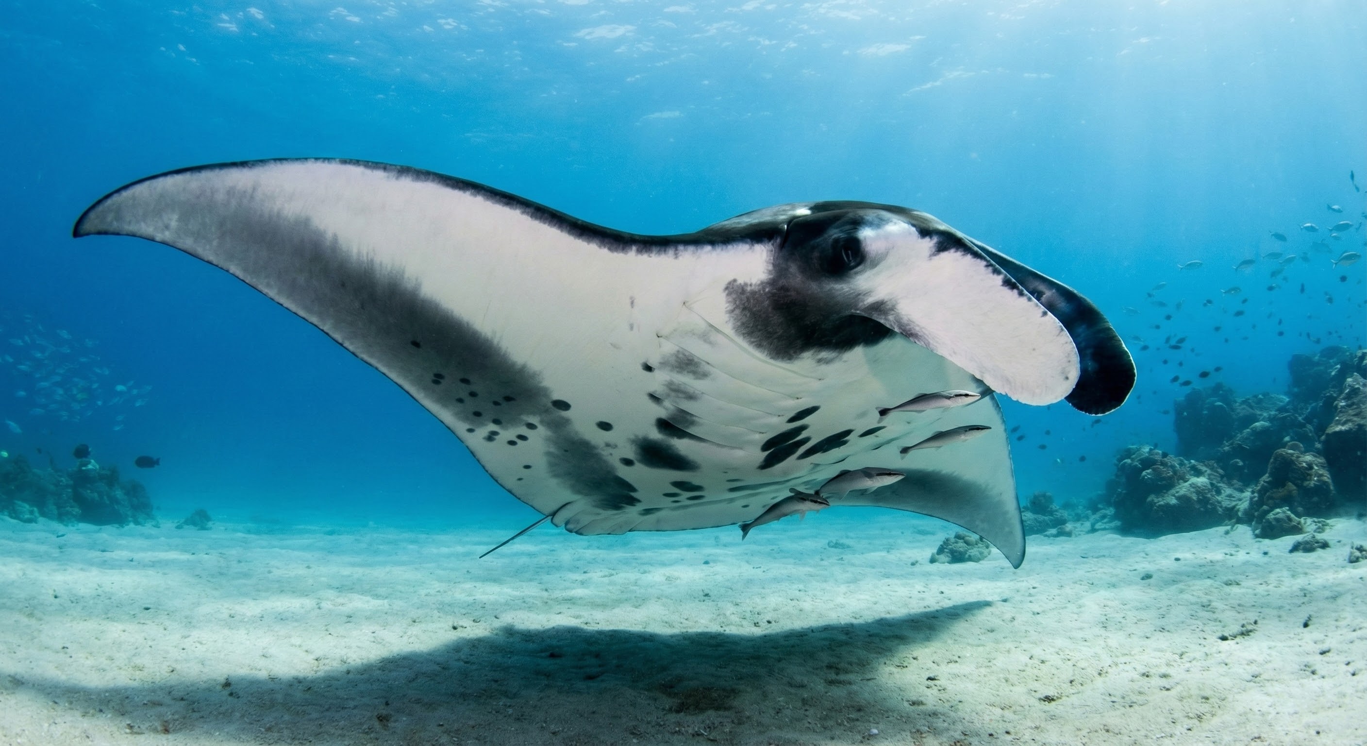 Giant Manta Ray